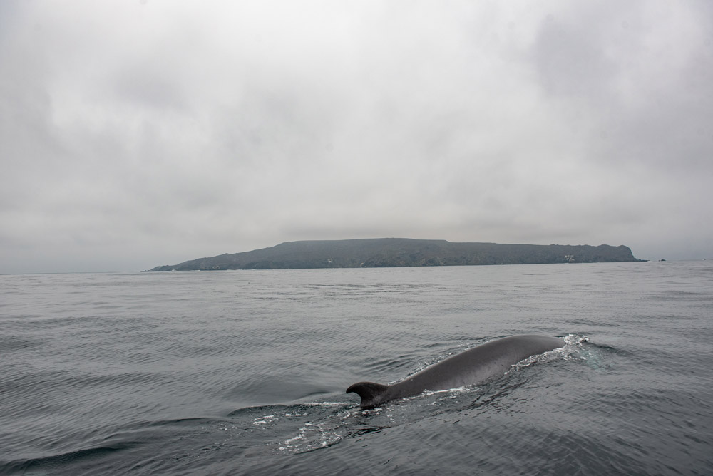 Ballenas-Oceana-José-Gerstle2