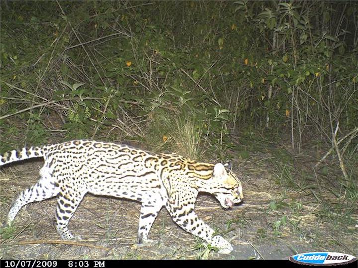 Durante la investigación en los bosques de Tamaulipas se registraron entre 500 y 600 imágenes de ocelotes con cámaras trampa. Foto: Predator Conservation / CKWRI.