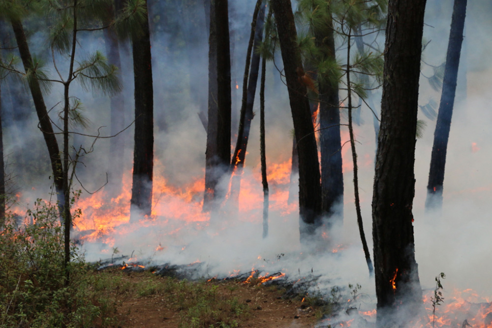 Propagación del fuego en una quema prescrita en el ejido Ahuacapán, Reserva de la Biosfera Sierra de Manantlan, Jalisco. Foto cortesía de Enrique Jardel.