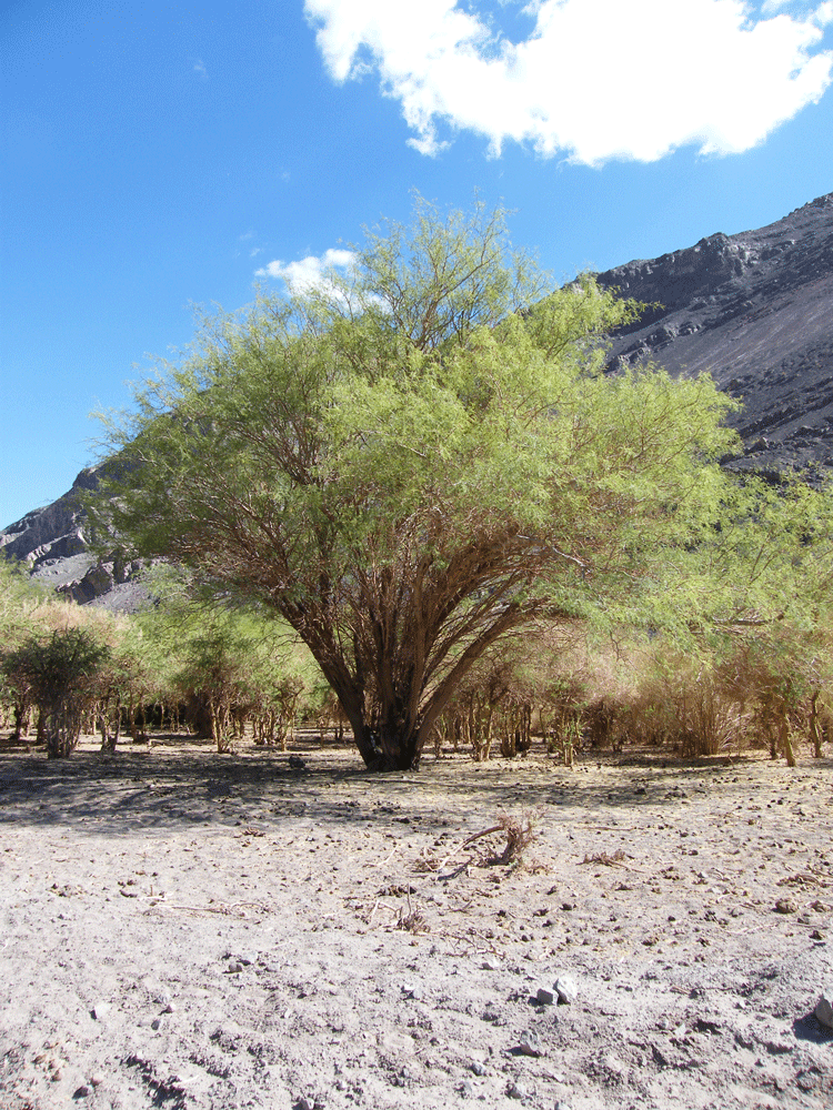 Algarrobo dulce o negro (Prosopis flexuosa). Créditos: Luis Faúndez.