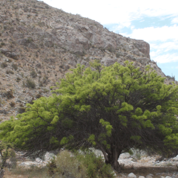 Algarrobo chileno, un árbol patrimonial de los bosques espinosos del centro y norte de Chile
