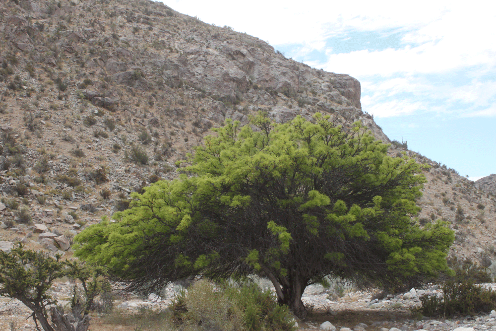 Algarrobo chileno, un árbol patrimonial de los bosques espinosos del centro y norte de Chile