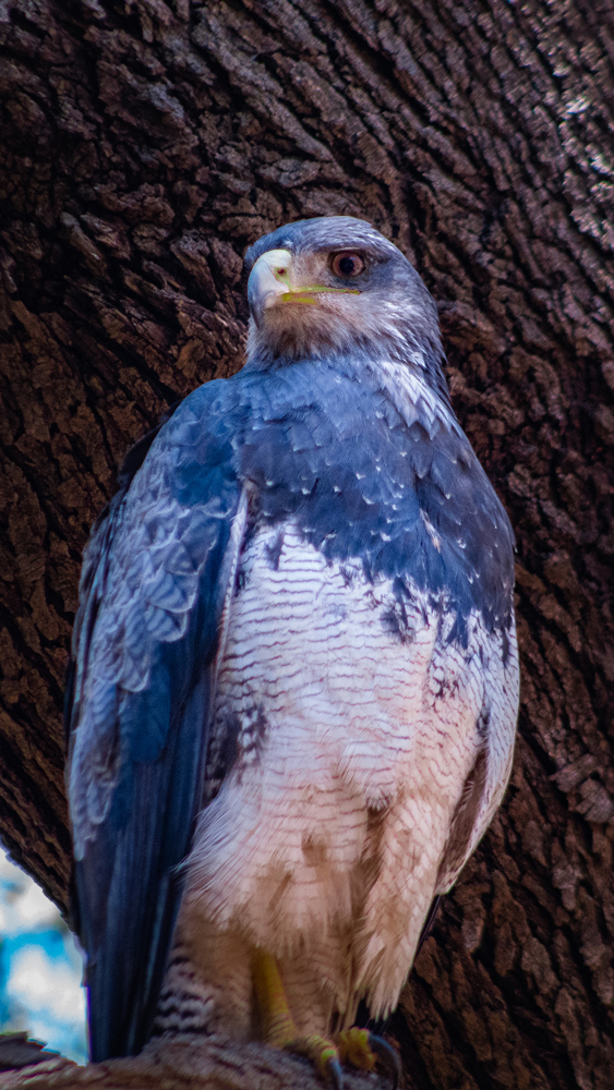 Águila (Geranoaetus melanoleucus). Créditos: ©Santuario de la Naturaleza Quebrada de La Plata