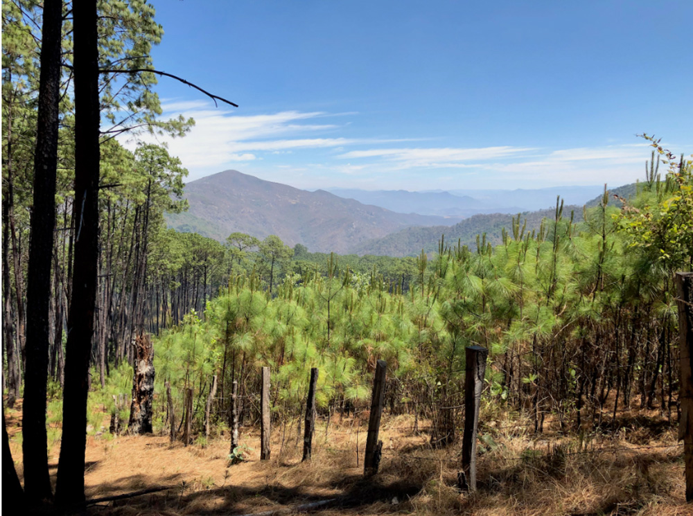 Regeneración natural del bosque de pino, 12 años después de la formación de un claro quemado con alta severidad durante un incendio forestal. Foto cortesía de Enrique Jardel.