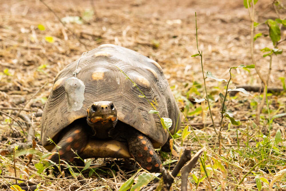 Argentina: Liberan a tortugas yabotí en Parque Nacional El Impenetrable para recuperar la especie