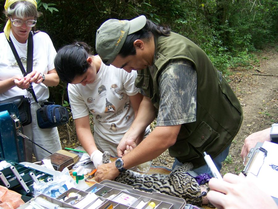 Investigadores colocan un radio-collar a un ocelote. Foto: Predator Conservation / CKWRI.