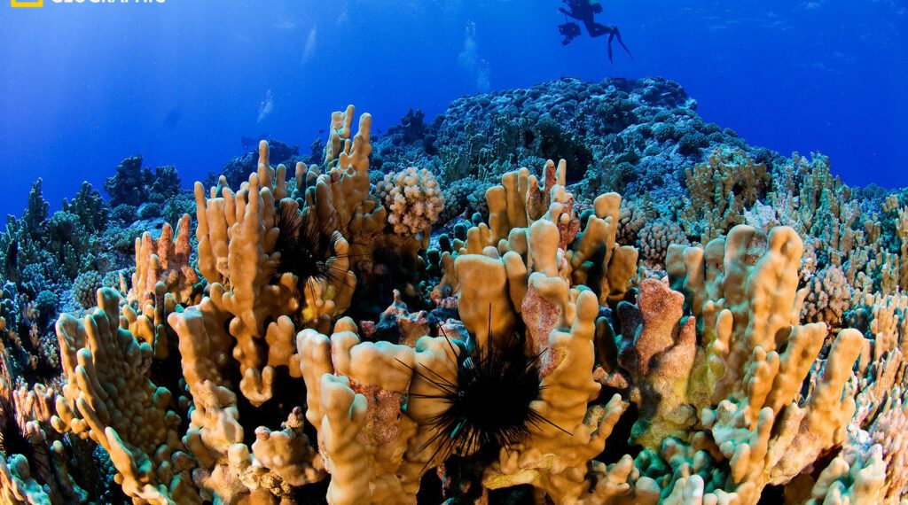 Coral lóbulo (Porites lobata), 16 m de profundidad, en Scott Reef, Isla Salas y Gómez, Chile, 2011. Foto de Enric Sala / National Geographic.