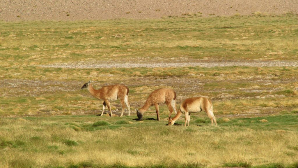 Dos guanacos y una vicuña en el Parque Nacional Nevado Tres Cruces, Región de Atacama. Créditos a Benito González.