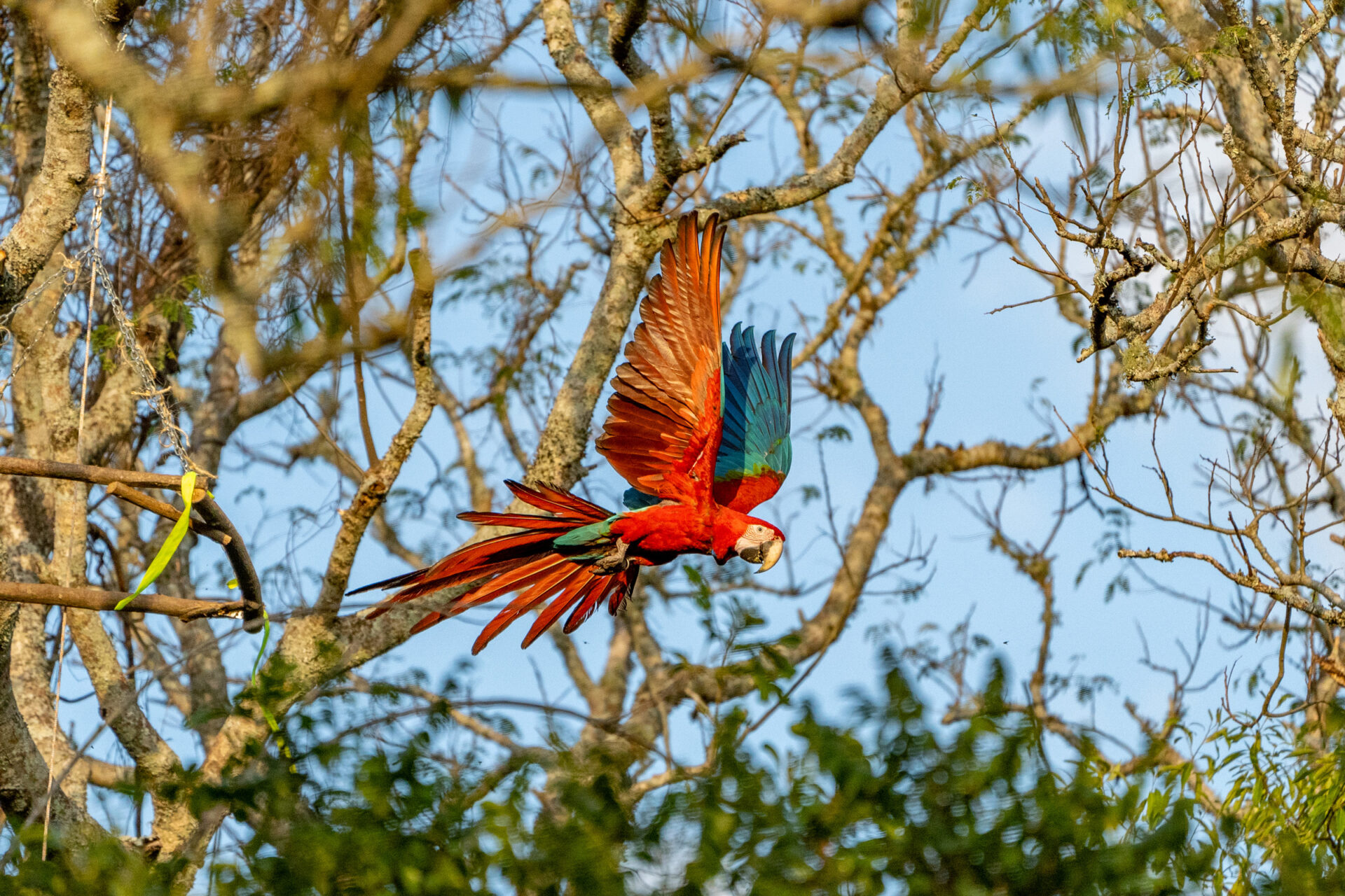 Tras los incendios en Corrientes, se liberaron cinco nuevos guacamayos rojos, una especie que estaba extinta en Argentina