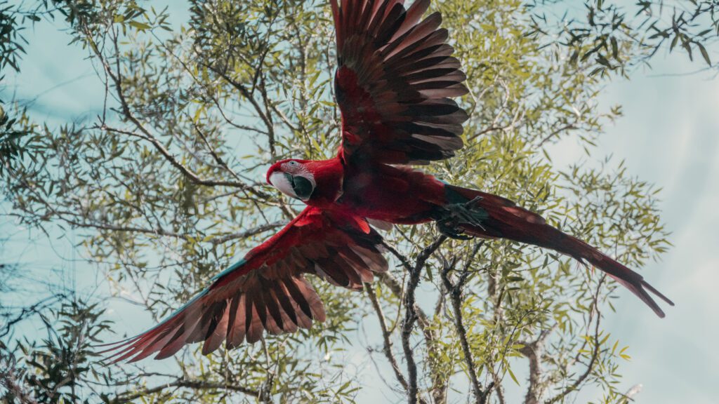 Liberación de guacamayos rojos en los montes de Yerbalito, al norte de los Esteros de Iberá en Corrientes, Argentina. Créditos: Noe Juaregui | Fundación Temaikèn