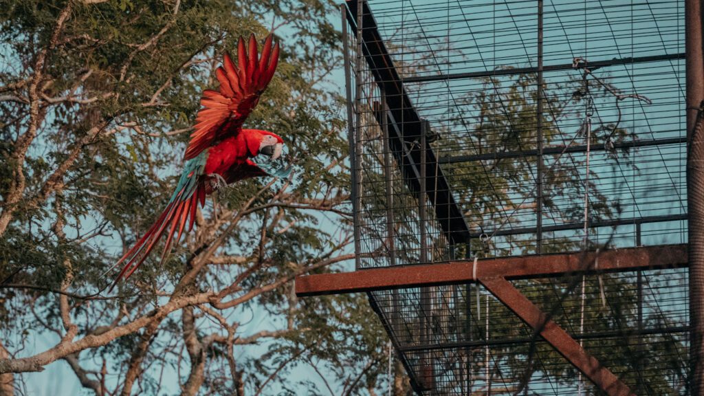 Liberación de guacamayos rojos en los montes de Yerbalito, al norte de los Esteros de Iberá en Corrientes, Argentina. Créditos: Noe Juaregui | Fundación Temaikèn