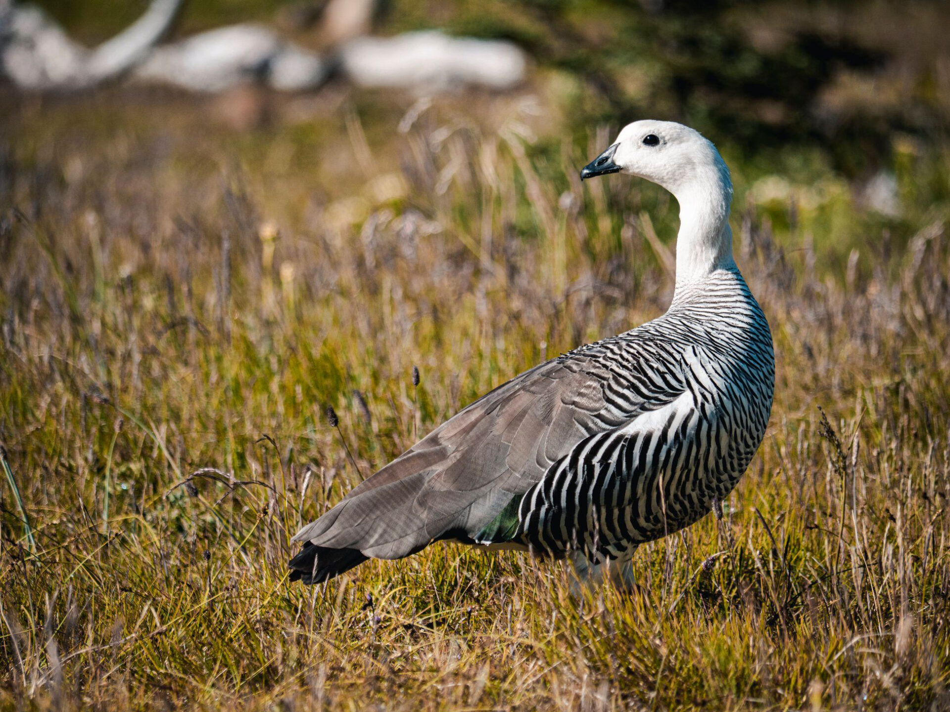 Cauquén (Chloephaga picta) en Ruta Patrimonial Dientes de Navarino. Créditos: ©Benjamín Valenzuela Wallis