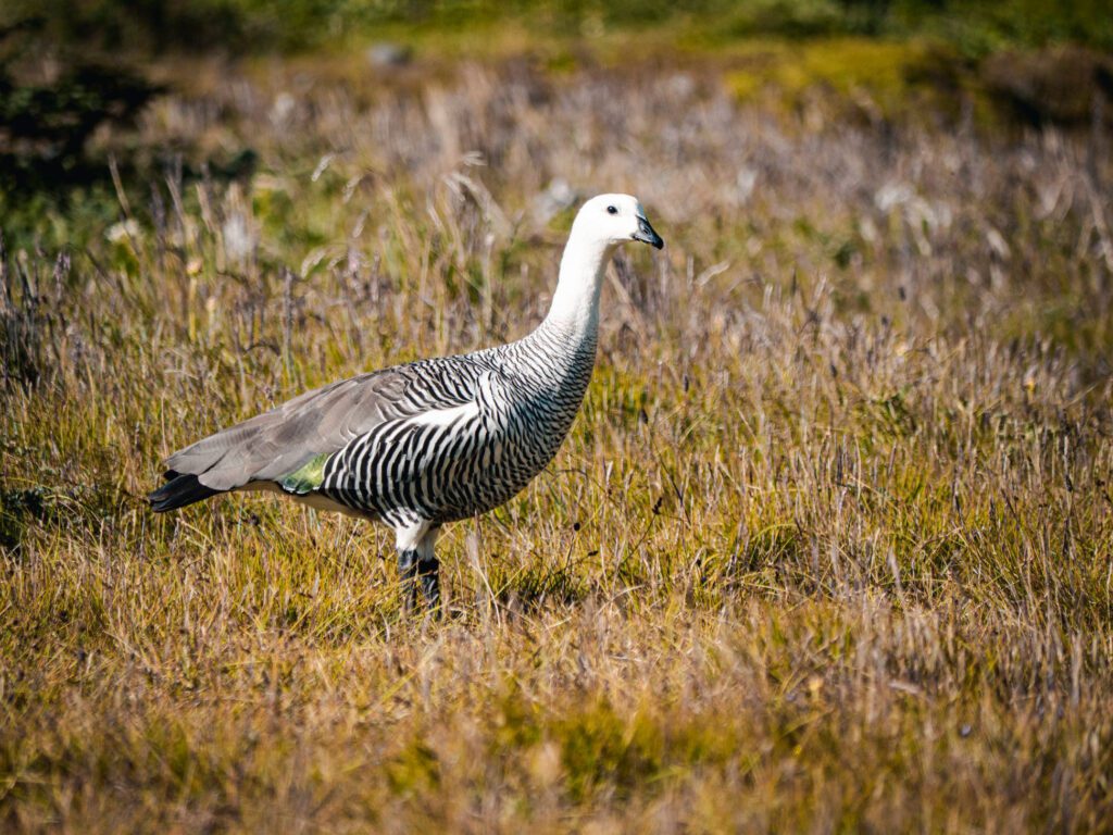 Cauquén (Chloephaga picta) en Ruta Patrimonial Dientes de Navarino. Créditos: ©Benjamín Valenzuela Wallis