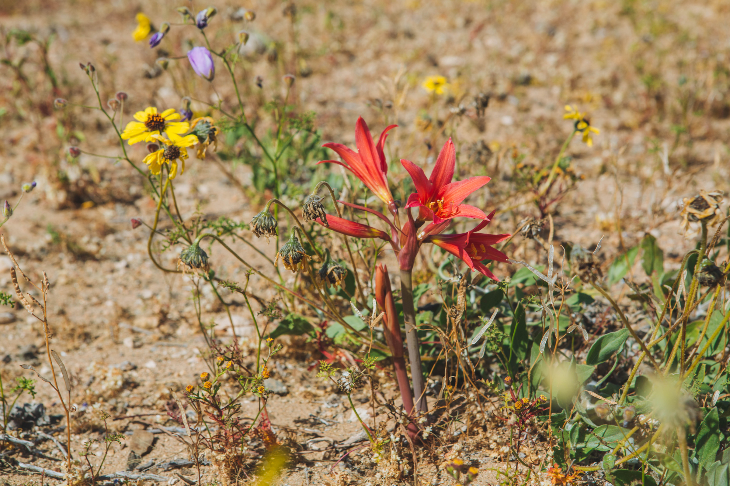 Añañuca roja (Rhodophiala phycelloides) en desierto florido 2017. Créditos: ©Amelia Órtuzar