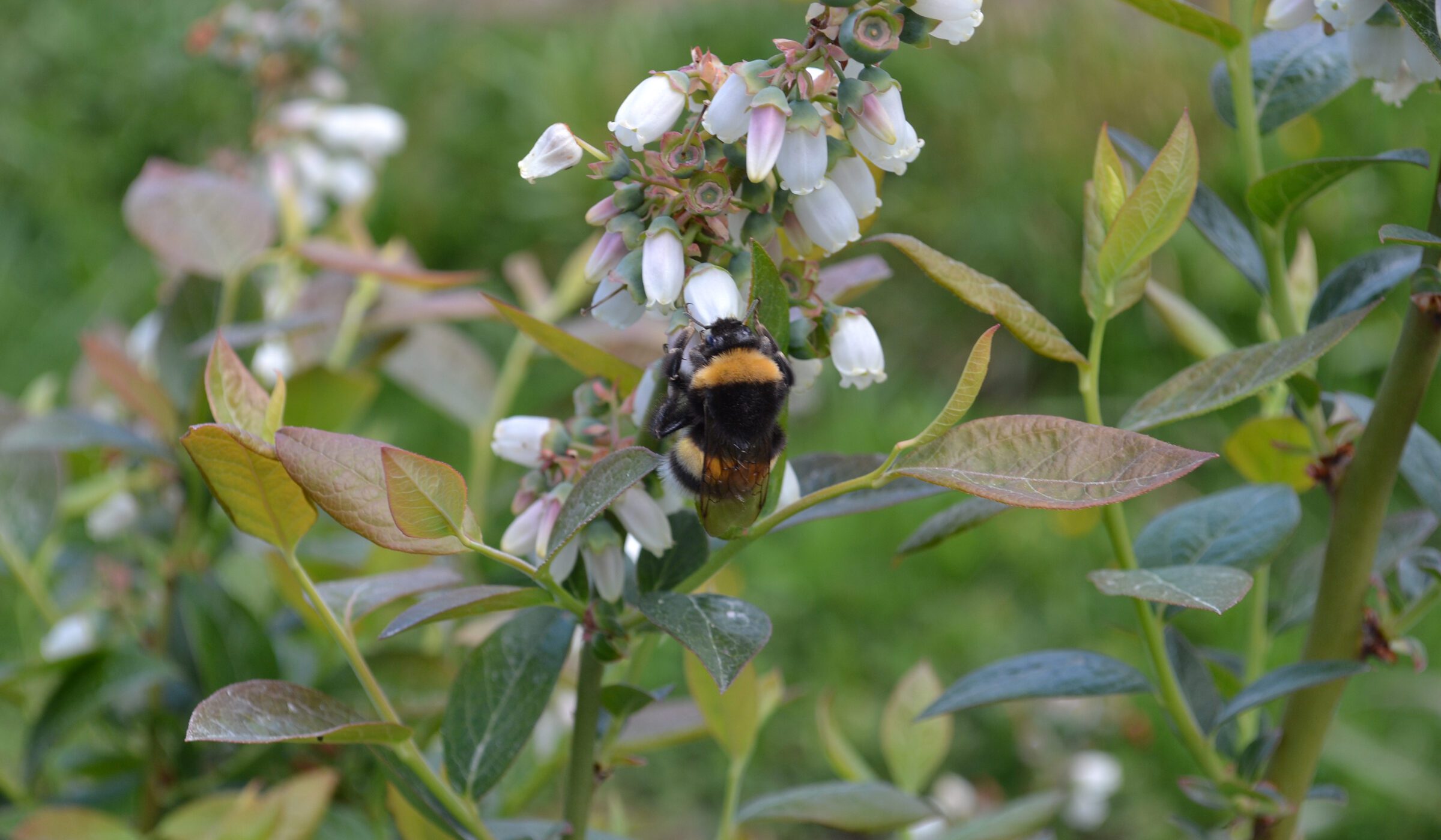 A 25 años desde que se comenzó a introducir a Chile, el abejorro europeo se ha desplazado por Sudamérica y no muestra indicios de detenerse