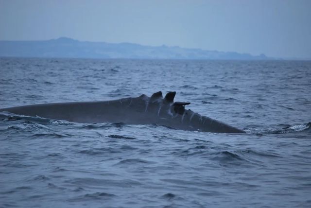 Impactante: registran a una ballena fin con su aleta dorsal destrozada por hélice de una embarcación