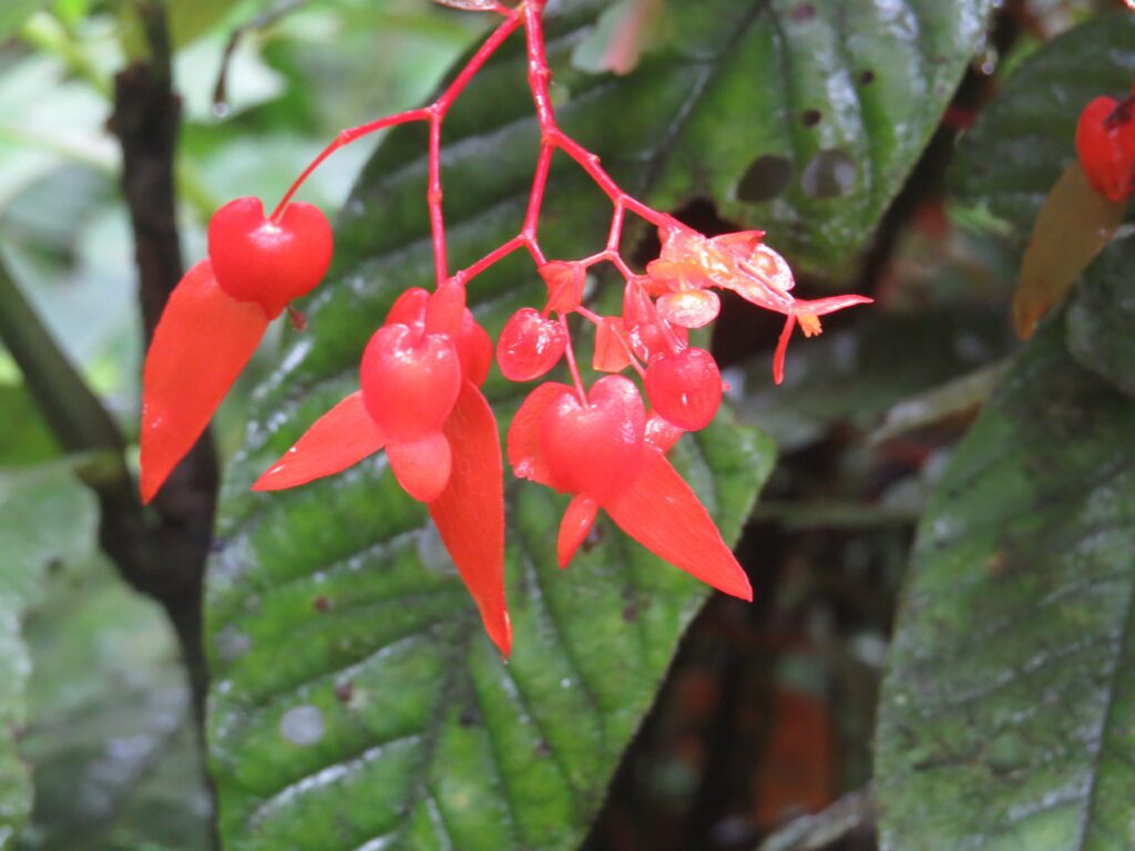 Begonia (Begonia rossmanniae). Foto: PNN Colombia