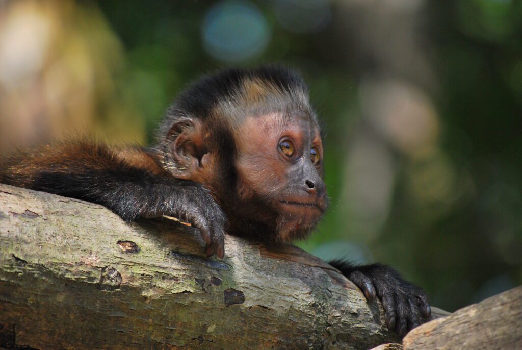Capuchino (Cebus Albifrons). Foto: Paola Gualteros / PNN Colombia