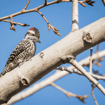 Carpinteros nativos de Chile, maravillosas aves de pico fuerte que podemos encontrar a lo largo del territorio nacional