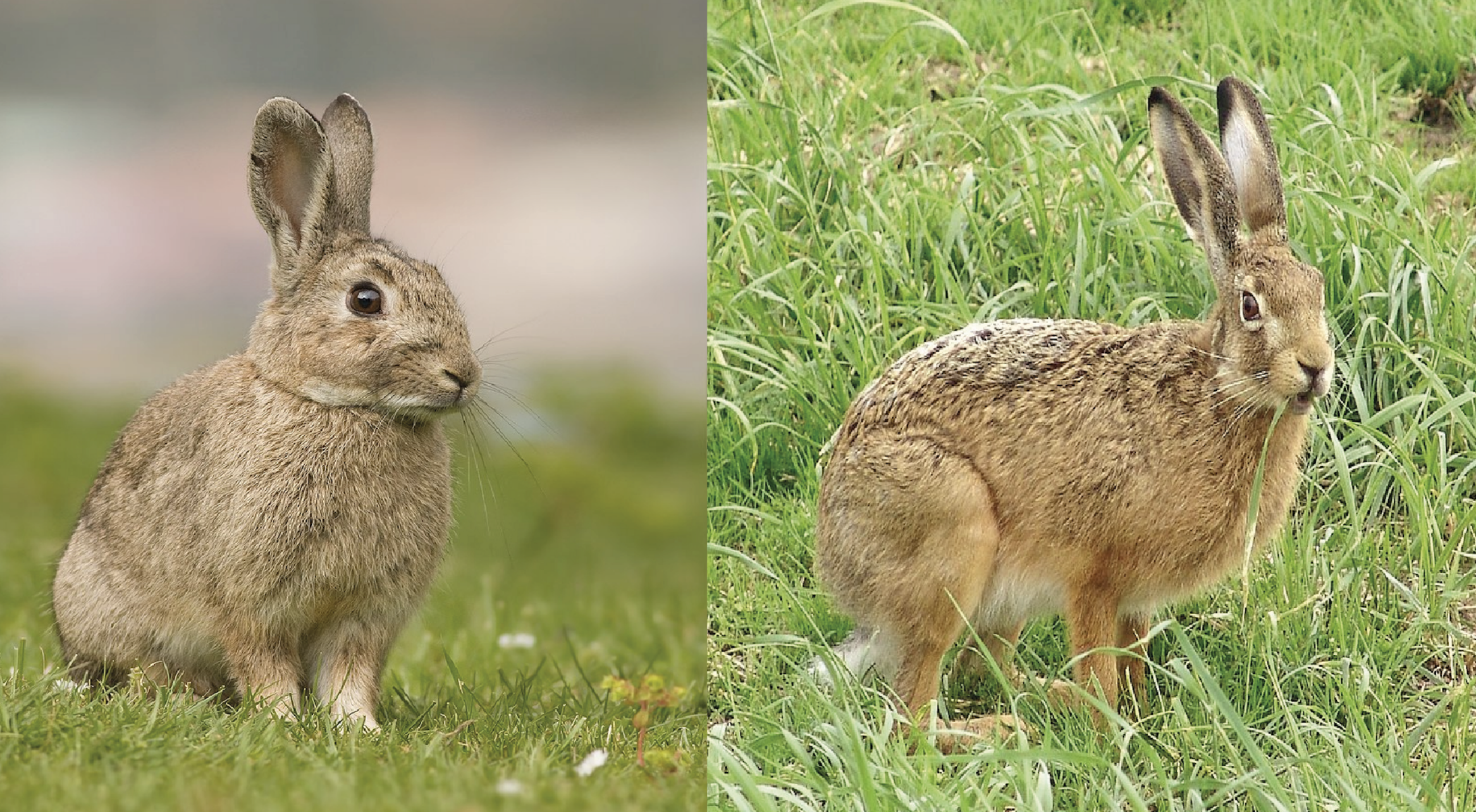 Conejo europeo (izquierda) y liebre europea (derecha). Foto: Wikipedia