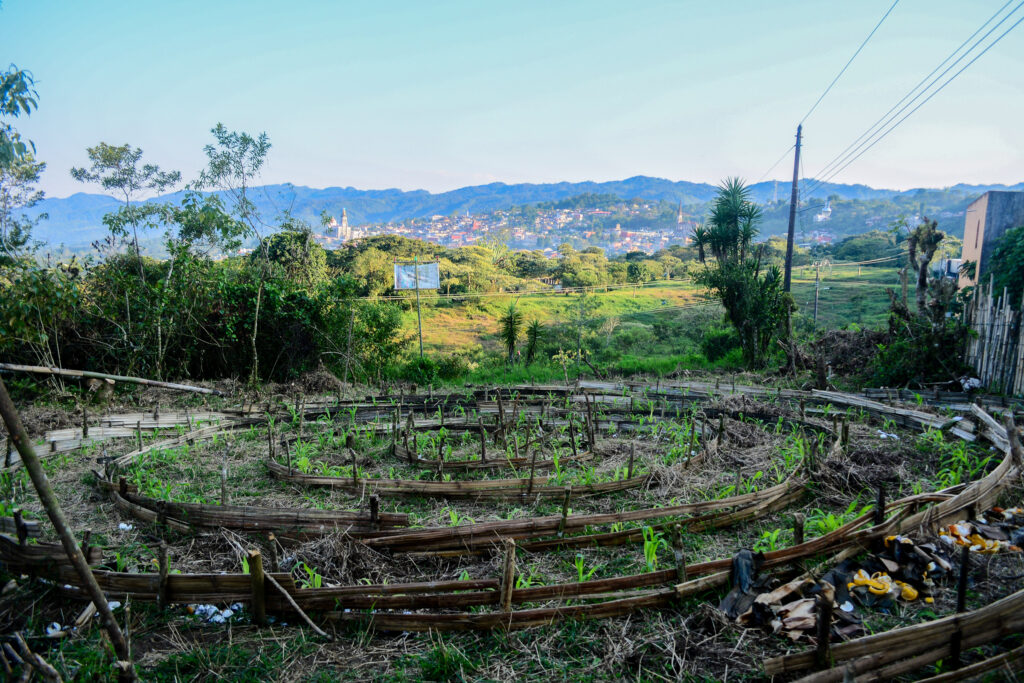 Cultivo de maíz en forma de mandala cosechado por los habitantes masehual y totonakus como protesta por la Subestación eléctrica proyectada por la CFE. Foto: Alma Xochitl Zamora
