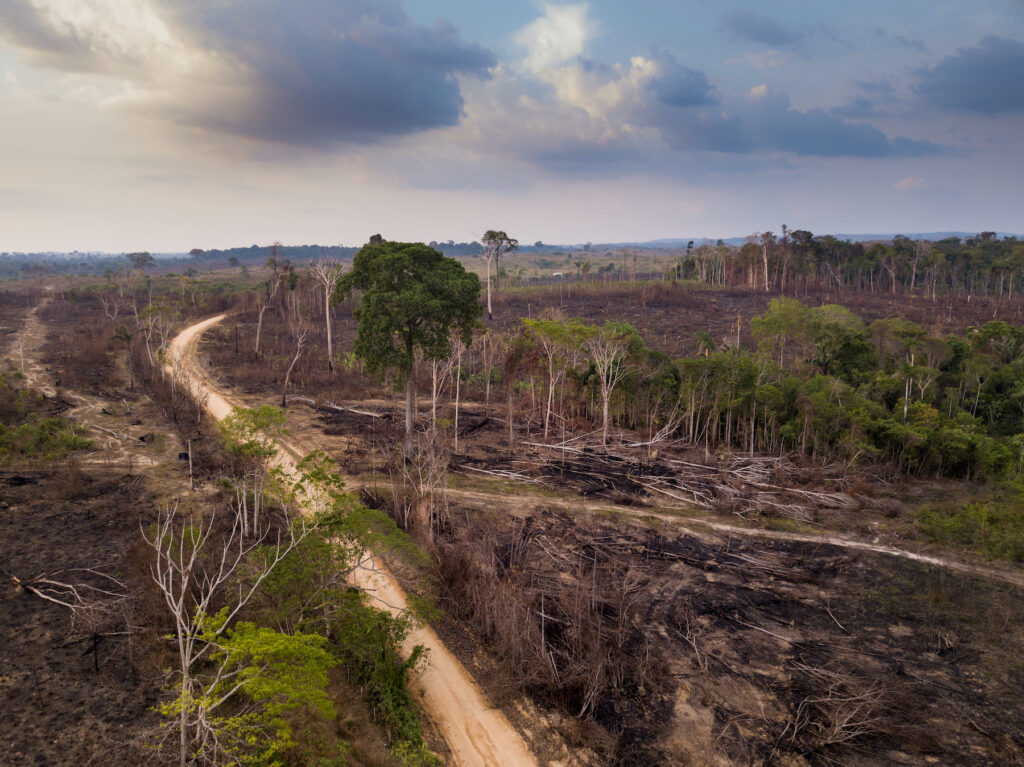 Vista aérea de la deforestación en la selva amazónica. Árboles cortados y quemados en un camino de tierra ilegal para abrir tierras para la agricultura y la ganadería en el Bosque Nacional Jamanxim, en Pará, Brasil. Foto: PARALAXIS / Shutterstock.com