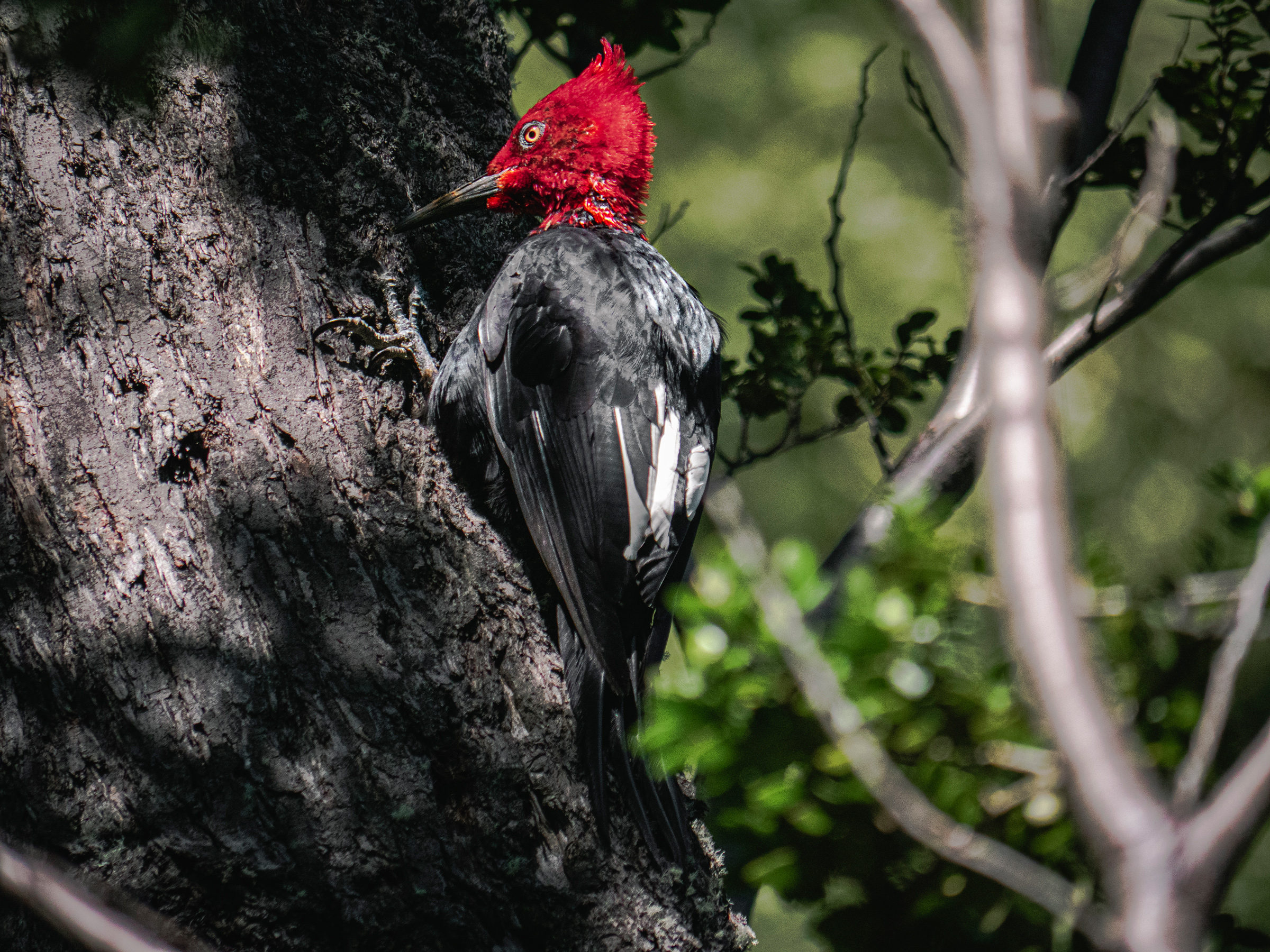 Carpintero negro (Campephilus magellanicus) en Ruta Patrimonial Dientes de Navarino. Créditos: ©Benjamín Valenzuela Wallis