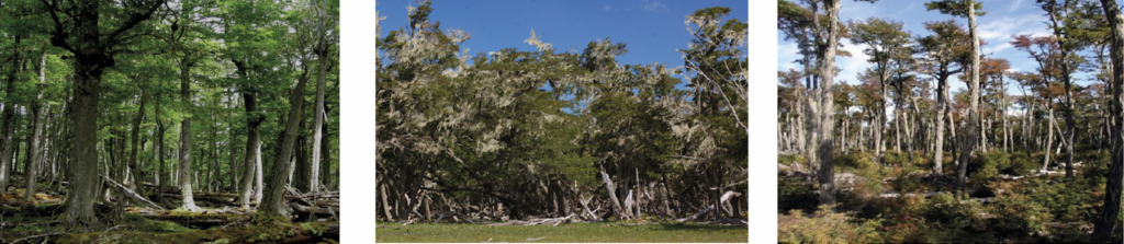 Ejemplo de paisajes forestales. Bosques lenga (izquierda), ñire (centro), Coigüe de magallanes (derecha). Foto: CIEP.