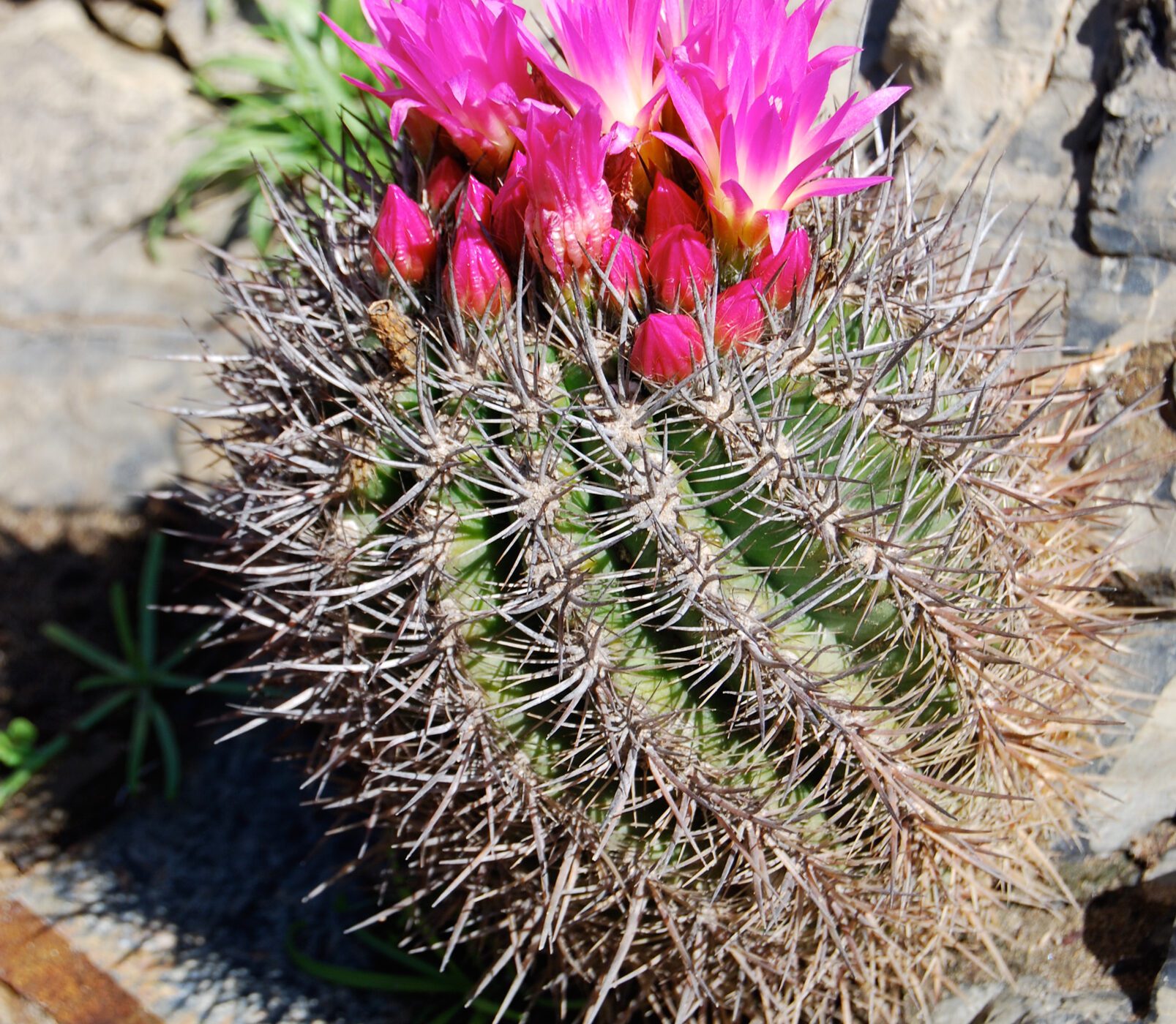 Científicos actualizarán catálogo de cactus chilenos ayudando así a la conservación de estas especies