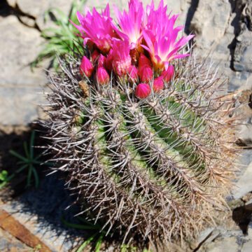 Científicos actualizarán catálogo de cactus chilenos ayudando así a la conservación de estas especies