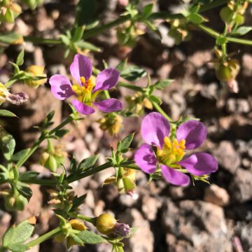 Desierto de Atacama: tesoro genético que permite a las plantas sobrevivir en condiciones extremas
