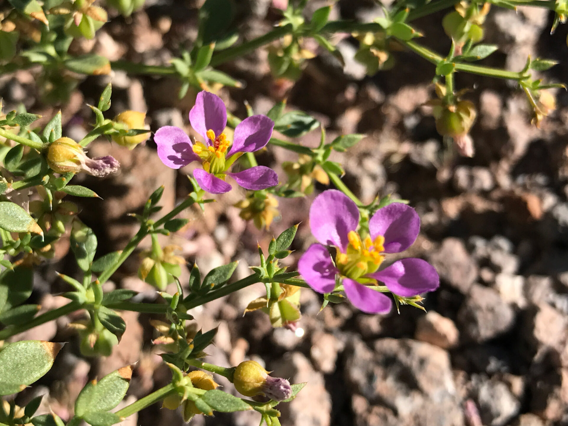 Desierto de Atacama: tesoro genético que permite a las plantas sobrevivir en condiciones extremas