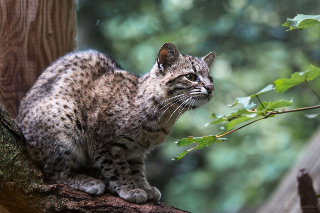 Gato de Geoffroy. Créditos: ©Cloudtail the Snow Leopard | Flickr