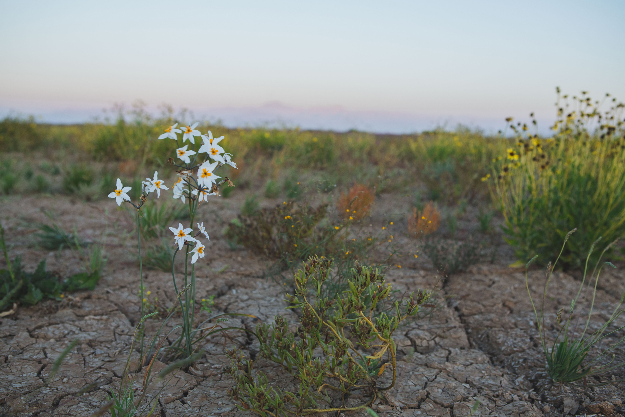 huilli (Leucocoryne appendiculata) en desierto florido 2017. Créditos: ©Amelia Órtuzar