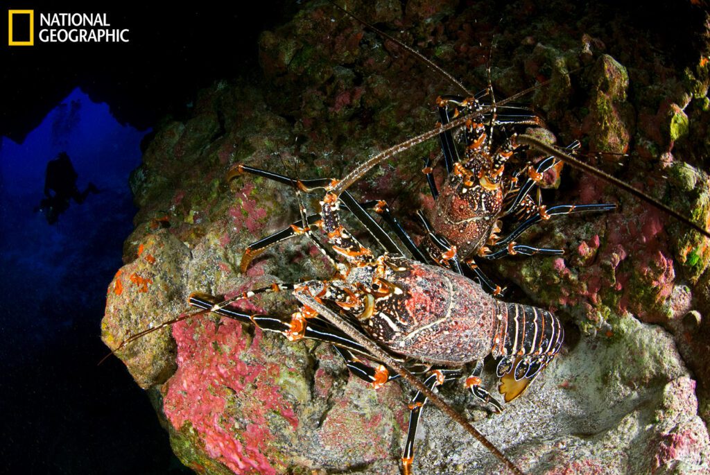 Langostas (Panulirus pascuensis) en cueva submarina a 36 m de profundidad, Isla Sala y Gómez, Chile, 2011. Foto de Enric Sala / National Geographic.