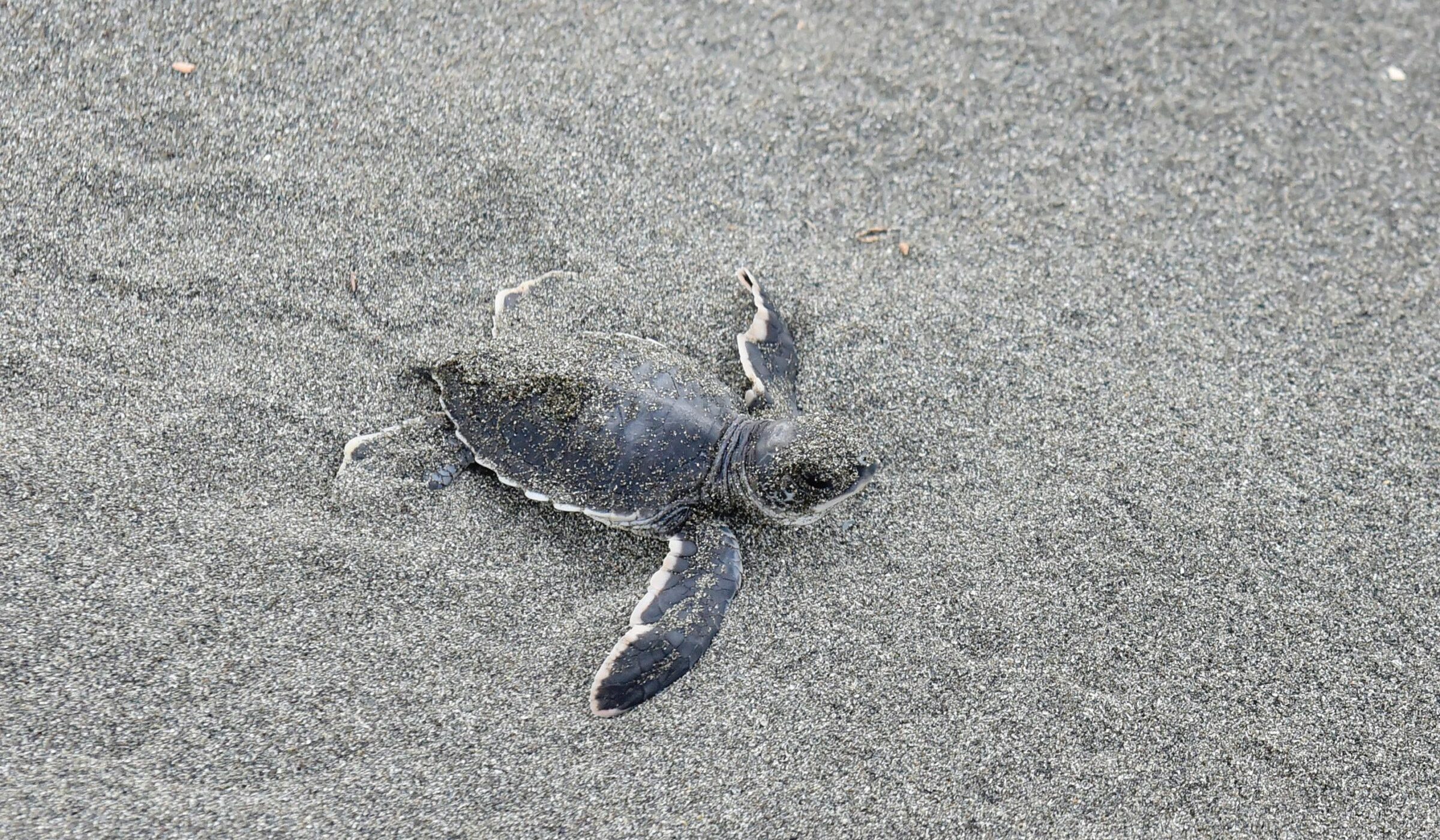 La contaminación por plástico podría estar afectando el nacimiento de las tortugas marinas en Costa Rica