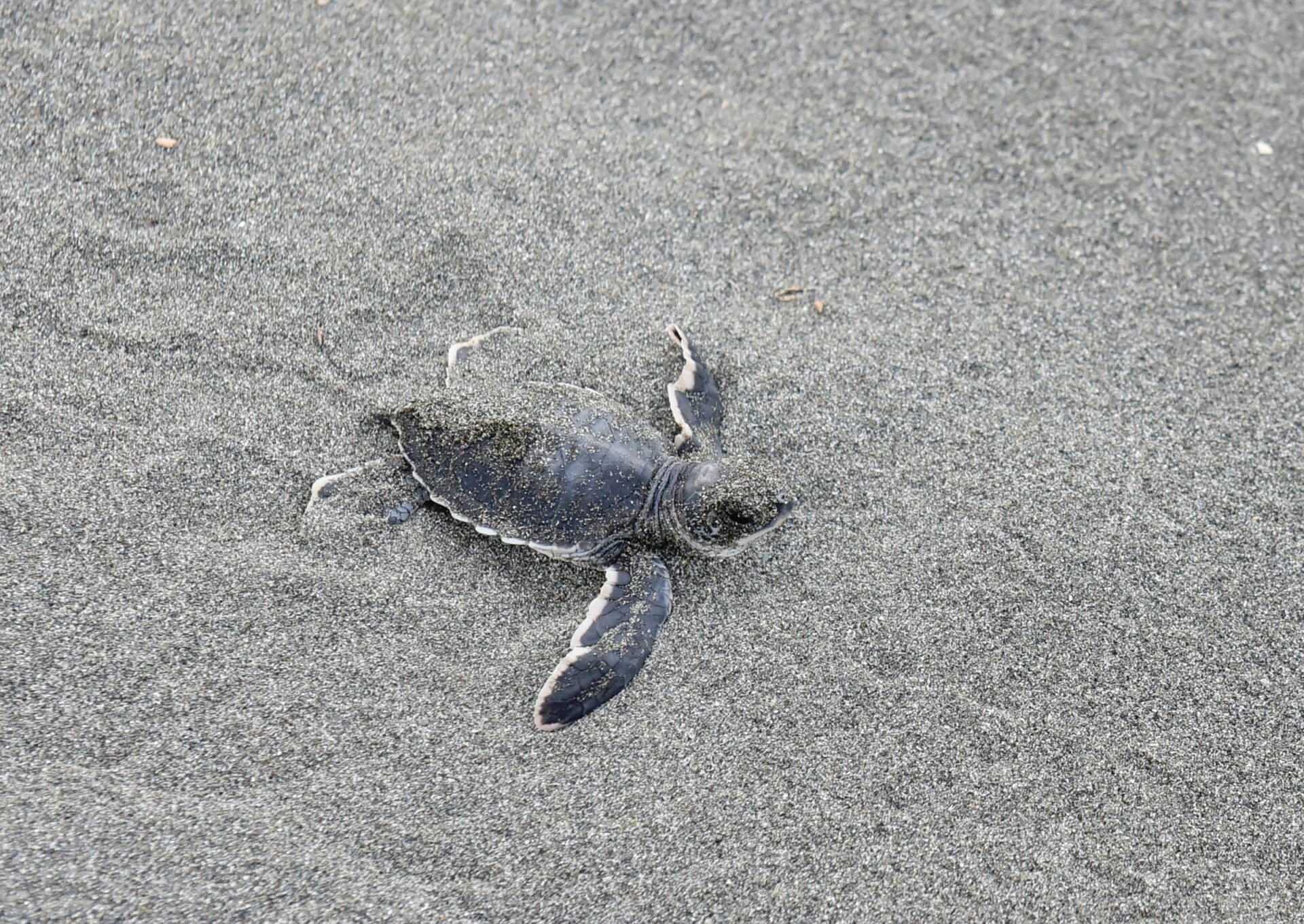 La contaminación por plástico podría estar afectando el nacimiento de las tortugas marinas en Costa Rica