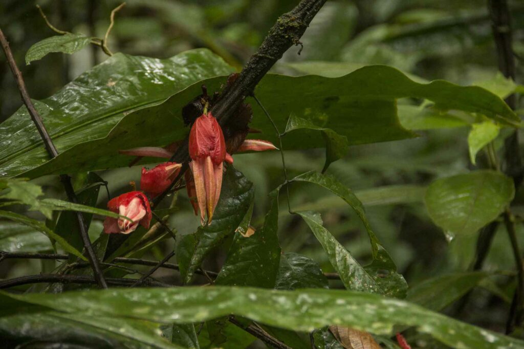 Los botones florales. Esta es una Flor de la pasión o Granadilla de monte (Passiflora vitifolia), de la familia Passifloraceae, la misma de la maracuyá. Foto: PNN Colombia