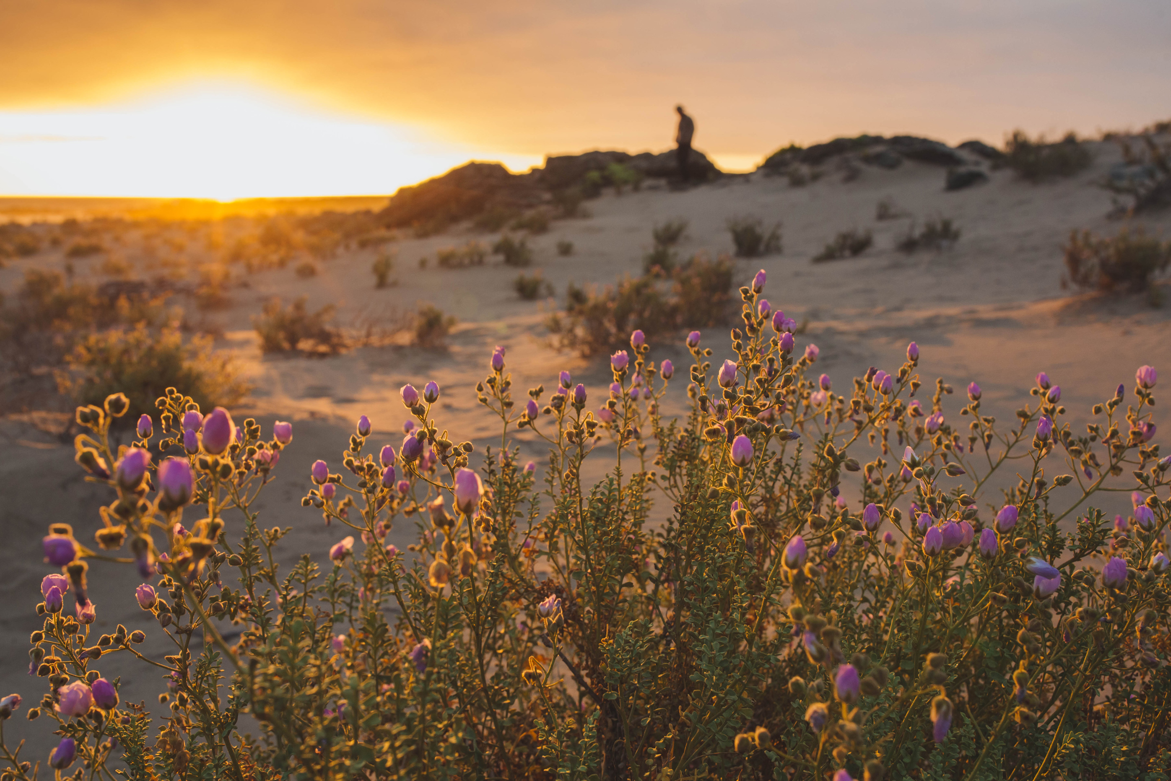 Malvillas (Cristaria calderana) en desierto florido 2017. Créditos: ©Amelia Órtuzar