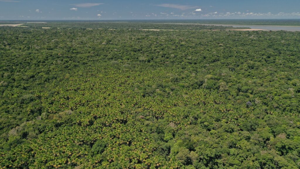 Mezcla de bosque de tierra firme y cananguchales. Foto: PNN Colombia