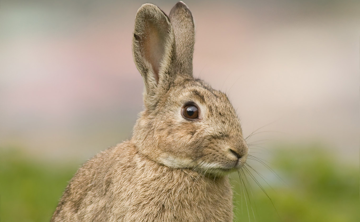 El conejo europeo, una amenaza en los bosques patagónicos