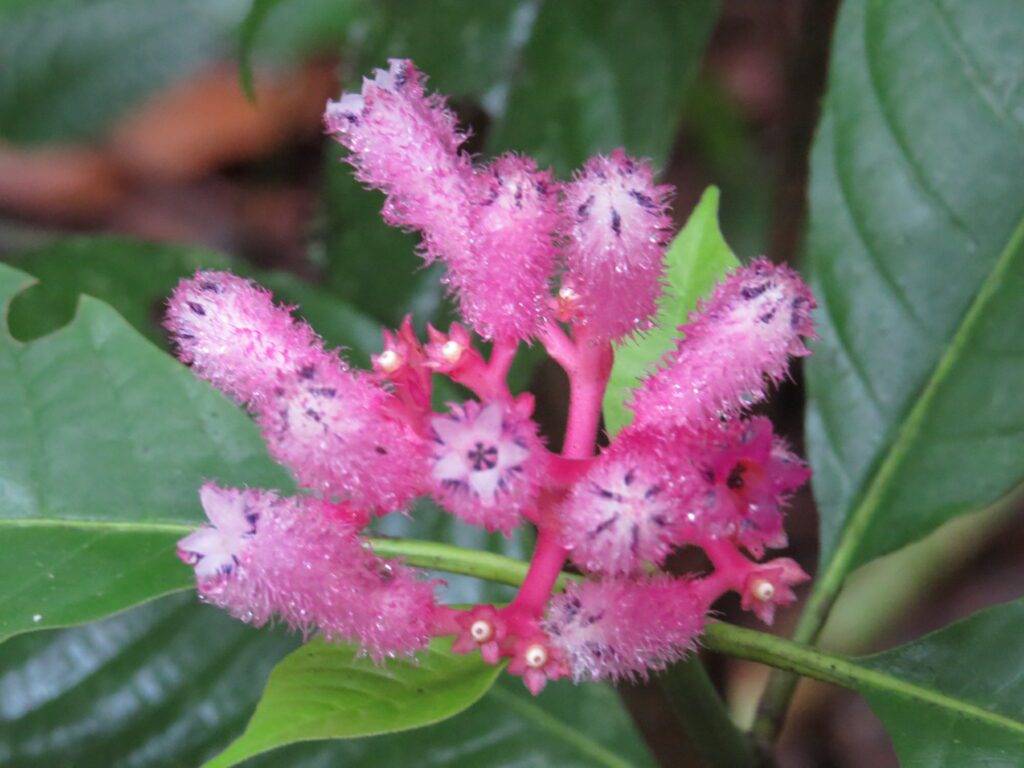 Palicourea (Palicourea lasiantha), de la familia Rubiaceae, la misma del café. Foto: PNN Colombia