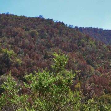 Megasequía y bosque esclerófilo: identifican decaimiento en el crecimiento de los árboles y alta sensibilidad a la variabilidad climática