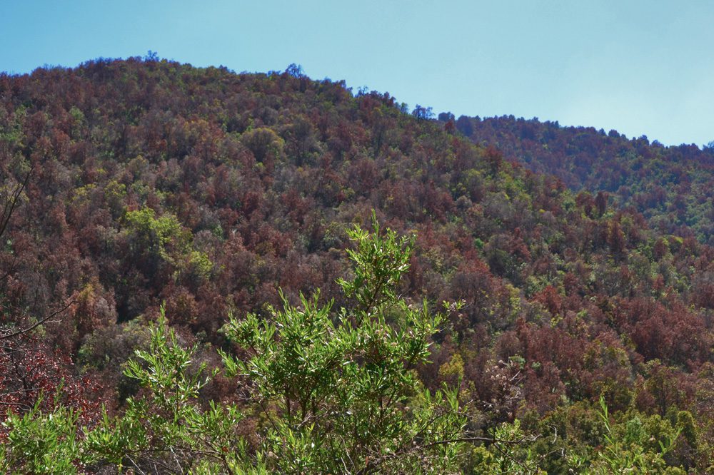 Megasequía y bosque esclerófilo: identifican decaimiento en el crecimiento de los árboles y alta sensibilidad a la variabilidad climática