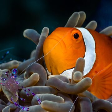 Nemo es más inteligente de lo que pensábamos: estudio revela que el pez payaso sabría contar