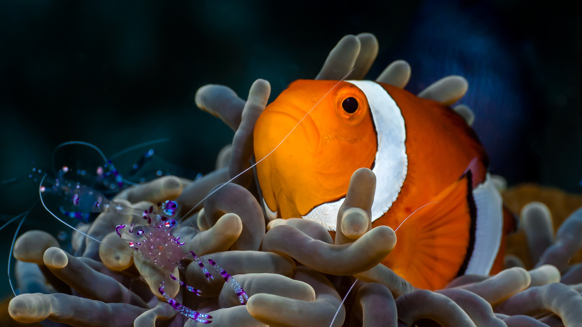 Nemo es más inteligente de lo que pensábamos: estudio revela que el pez payaso sabría contar