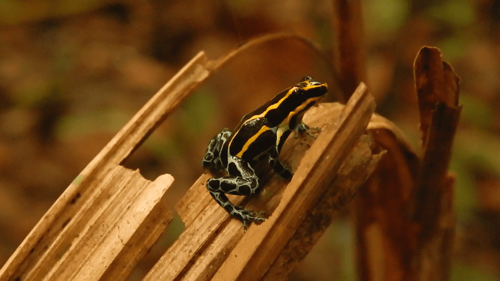 Ranitomeya amazónica, rana venenosa perteneciente a la familia Dendrobatidae. Foto: Paola Gualteros / PNN Colombia
