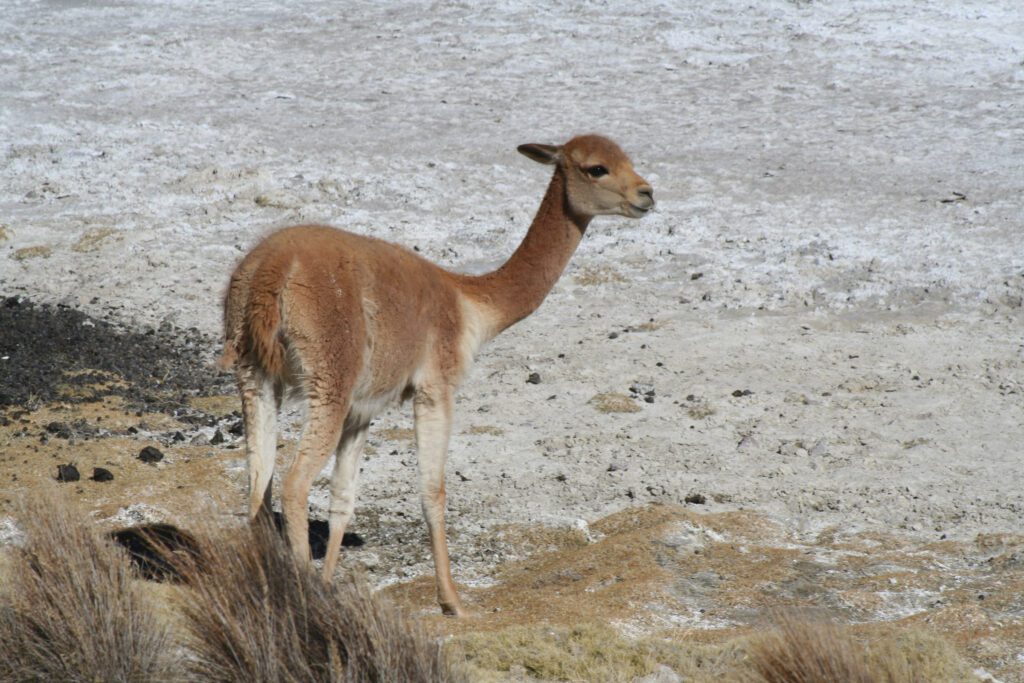 Vicuña en la Reserva Nacional Las Vicuñas, Región de Arica y Parinacota. Créditos a Benito González.