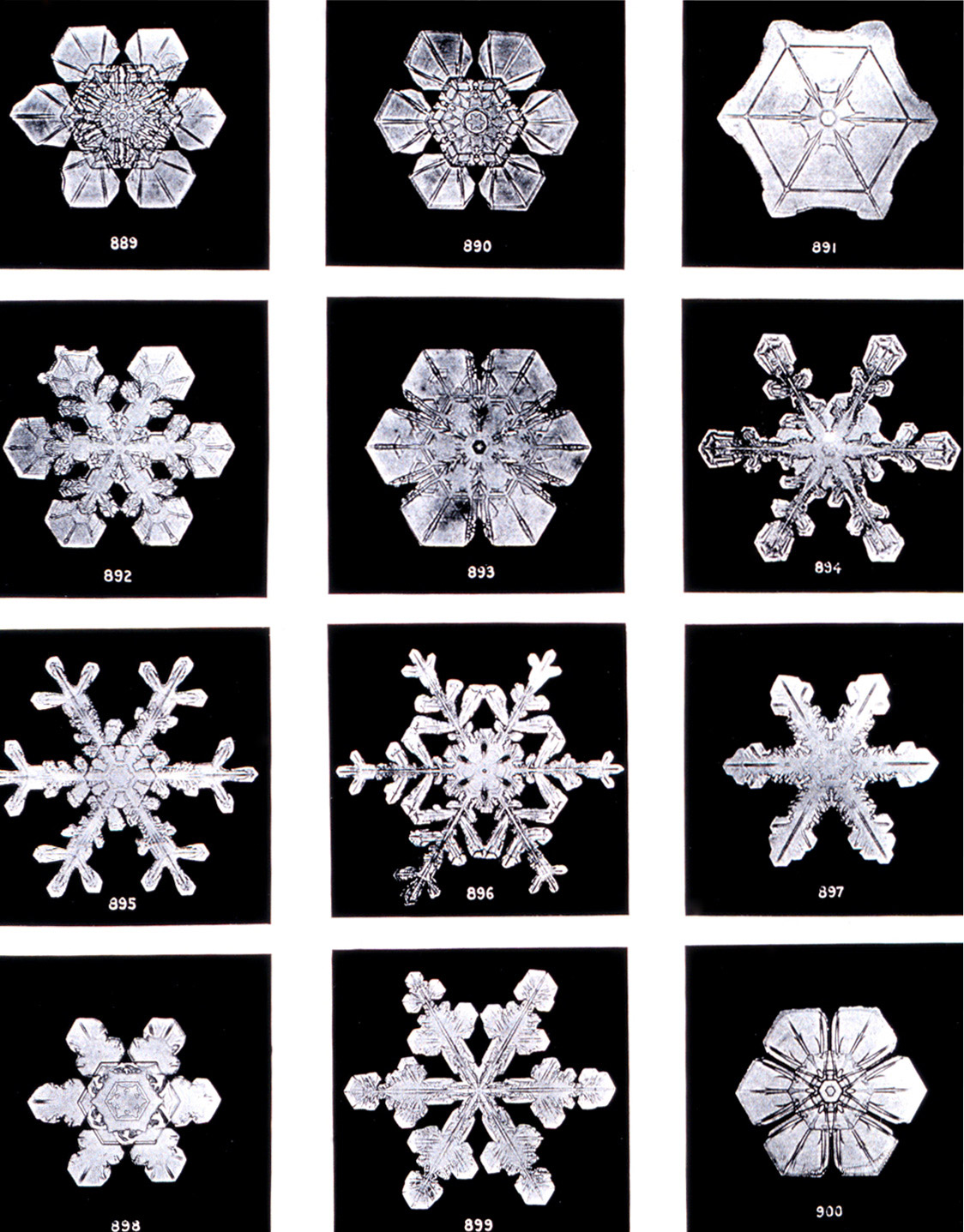 Fotos de Wilson Bentley a cristales de nieve. Wikipedia Commons.