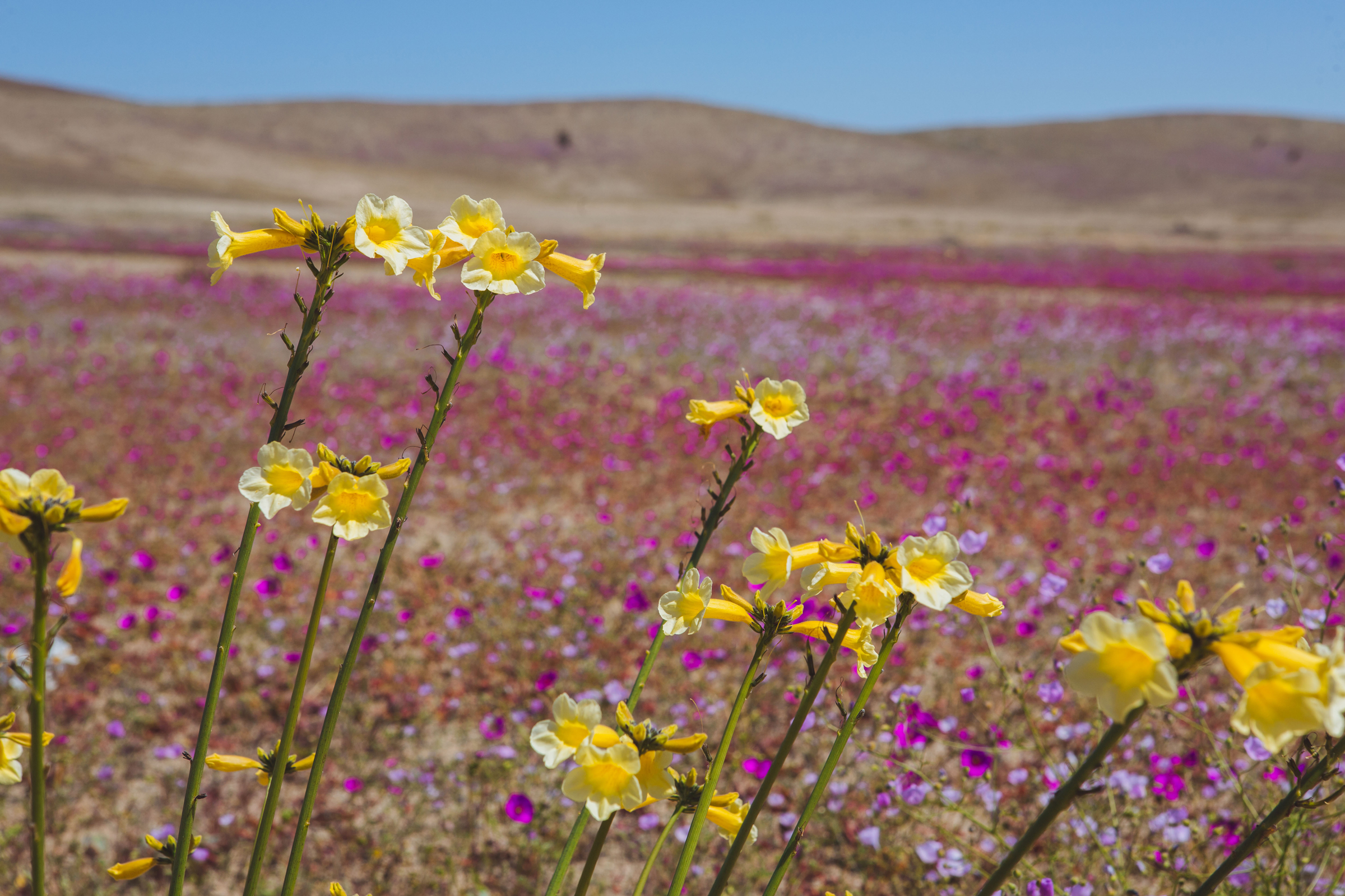 Terciopelos (Argylia radiata) en desierto florido 2017. Créditos: ©Amelia Órtuzar